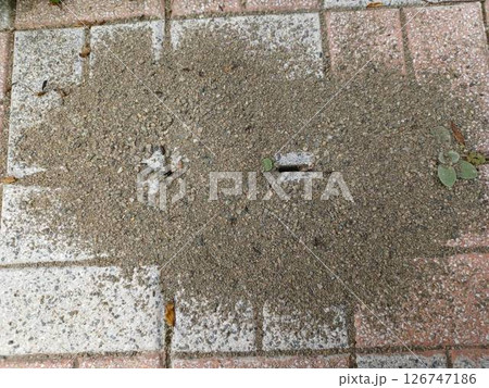 蟻の巣 126747186