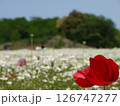 白い花を背景に凛と咲く赤いポピー 126747277