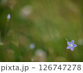可憐な花 126747278