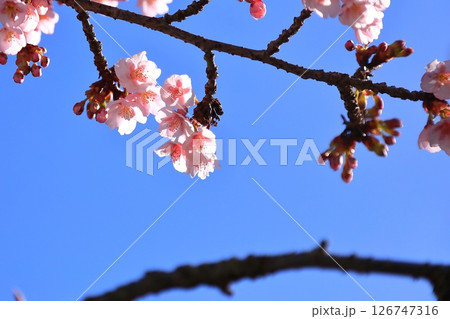 咲き始めた梅の花 126747316