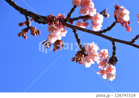 咲き始めた梅の花 126747319