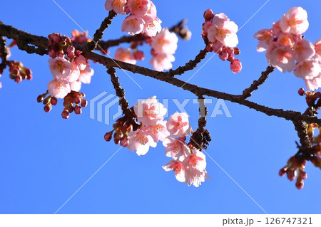 咲き始めた梅の花 126747321