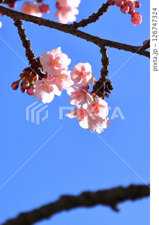 咲き始めた梅の花 咲き始めた梅の花 126747324
