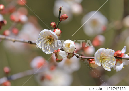 咲き始めた梅の花 咲き始めた梅の花 126747333