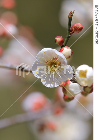 咲き始めた梅の花 咲き始めた梅の花 126747339