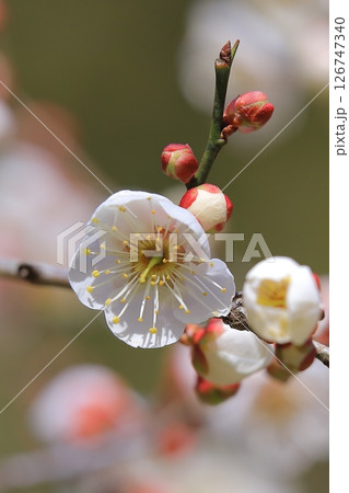 咲き始めた梅の花 咲き始めた梅の花 126747340