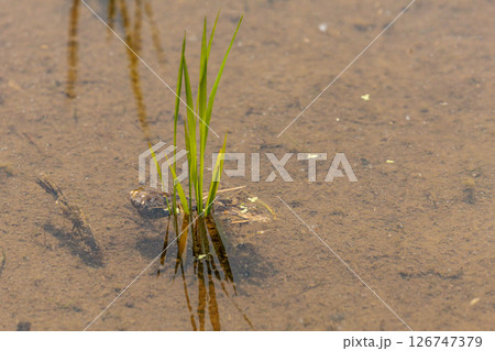 田植えが終わった水田の稲 126747379