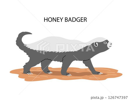 Honey badger side view Honey badger side view 126747397
