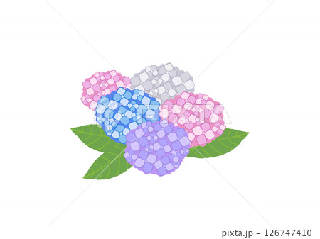 紫陽花 カラフル 紫陽花 カラフル 126747410