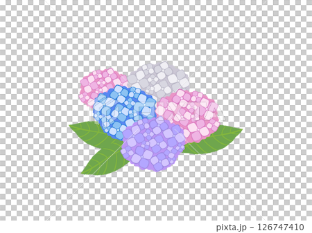 繡球花 繡球花 126747410