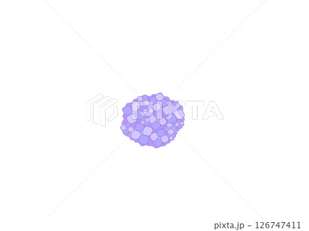 紫陽花（紫） 126747411