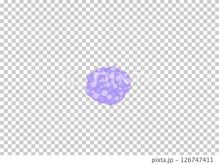 紫陽花（紫） 126747411