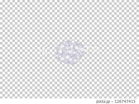 紫陽花（白） 126747415