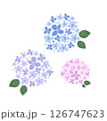 かわいい紫陽花のイラスト 126747623