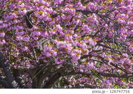 満開を迎えた八重桜の花 ヤエザクラ 126747758