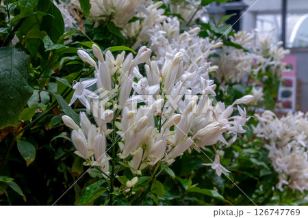 ホワイトキャンドル、キツネノマゴ科【常緑低木】 ホワイトキャンドル、キツネノマゴ科【常緑低木】 126747769