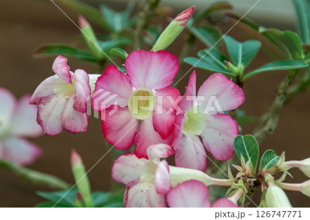 アデニウム・オベスムは砂漠の薔薇と呼ばれている 126747771