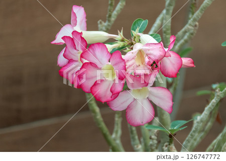 アデニウム・オベスムは砂漠の薔薇と呼ばれている 126747772