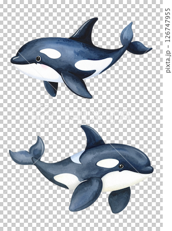 シャチの水彩画イラスト、セット素材 126747955