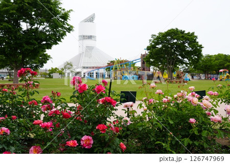 おとぎの森公園の薔薇 126747969