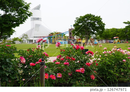 おとぎの森公園の薔薇 126747971