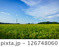 夏の水田 126748060