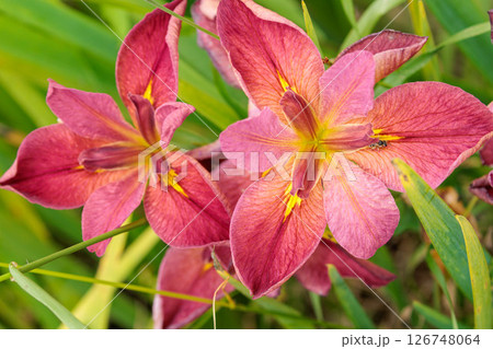 鮮やかなルイジアナ・アイリス 鮮やかなルイジアナ・アイリス 126748064