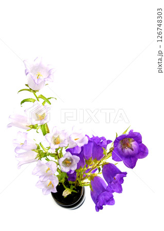 カンパニュラ 126748303