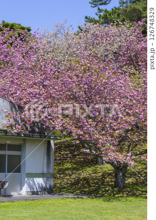 桜咲く春の公園の風景 鳥取県 青島 126748329