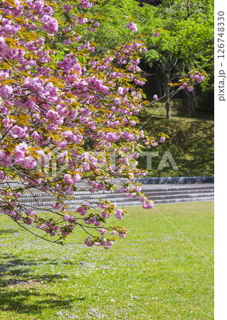 桜咲く春の公園の風景 鳥取県 青島 桜咲く春の公園の風景 鳥取県 青島 126748330