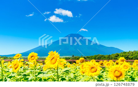 夏の富士山・ひまわり畑 夏の富士山・ひまわり畑 126748879