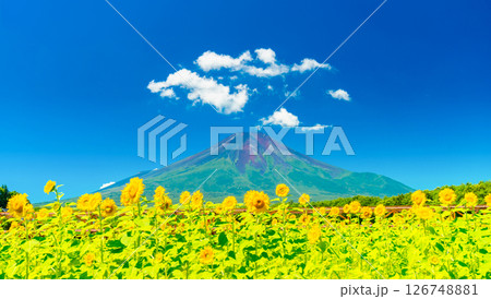 夏の富士山・ひまわり畑 126748881
