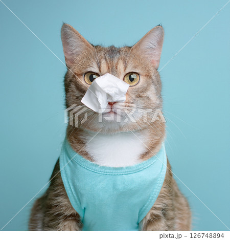 花粉症の猫 126748894