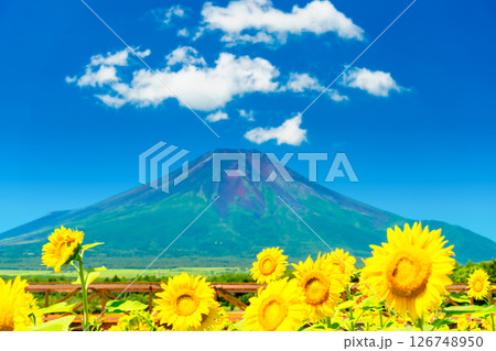 夏の富士山・ひまわり畑 126748950