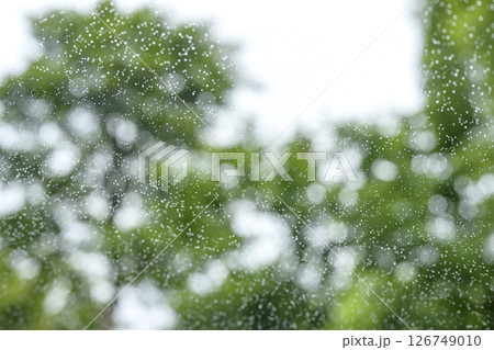 雨の日 公園 森 山 梅雨 初夏 天気 雨 5月 6月 126749010