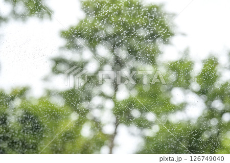 雨の日 公園 森 山 梅雨 初夏 天気 雨 5月 6月 126749040