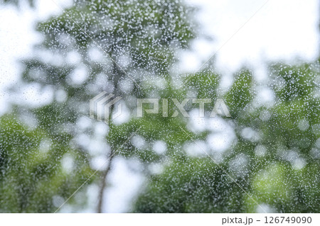 雨の日 公園 森 山 梅雨 初夏 天気 雨 5月 6月 126749090