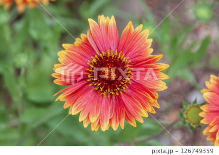 テンニンギクの花【キク科テンニンギク属】 テンニンギクの花【キク科テンニンギク属】 126749359