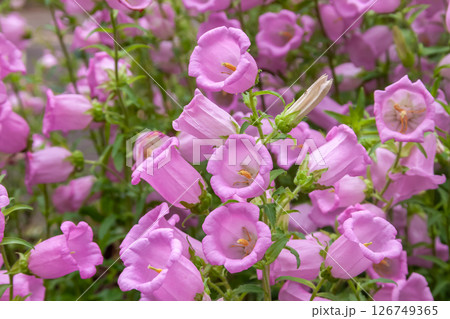 風鈴草と呼ばれるカンパニュラの花【キキョウ科の植物】 126749365