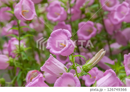 風鈴草と呼ばれるカンパニュラの花【キキョウ科の植物】 126749366