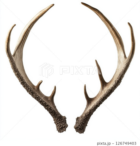 Majestic Set of Reindeer Antlers Captured in Perfect Condition 126749403