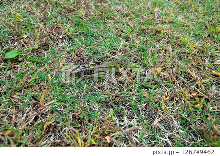 トノサマバッタ トノサマバッタ 126749462