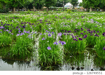 東京都　都立水元公園　葛飾菖蒲まつり 126749551