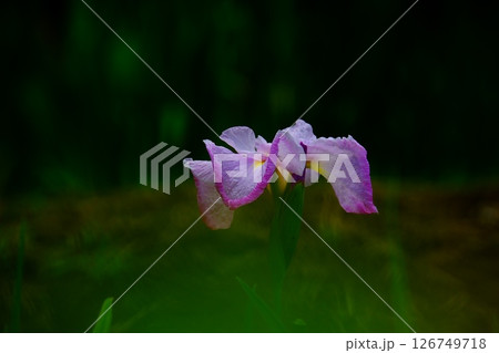 風情 花菖蒲 風情 花菖蒲 126749718