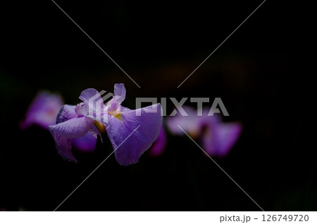 風情 花菖蒲 風情 花菖蒲 126749720
