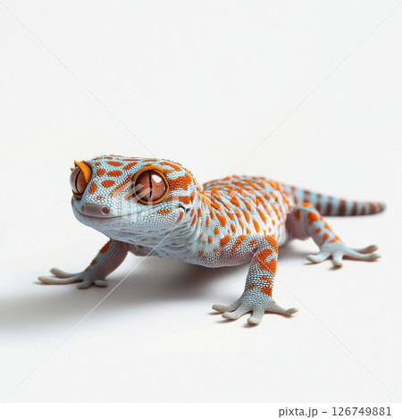 Vibrant Tokay Gecko Isolated on White Background for Nature Lovers 126749881