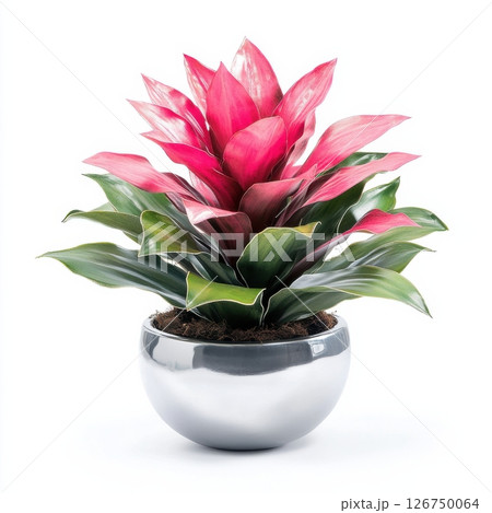 Vibrant Bromeliad Plant with Striking Pink Bracts and Green Leaves 126750064