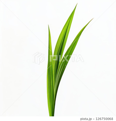 Close-Up View of a Single Fresh Green Grass Blade Isolated Close-Up View of a Single Fresh Green Grass Blade Isolated 126750068