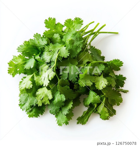 Fresh Bunch of Cilantro Leaves Isolated on White Background Fresh Bunch of Cilantro Leaves Isolated on White Background 126750078