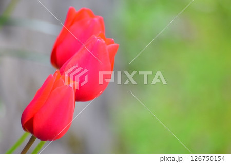 チューリップ 126750154